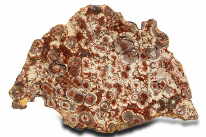 Polished Bird's Eye Jasper (Rhyolite) Slab - Mexico #337018